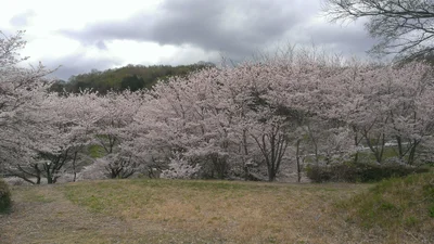 Kashiwara - Photo 5