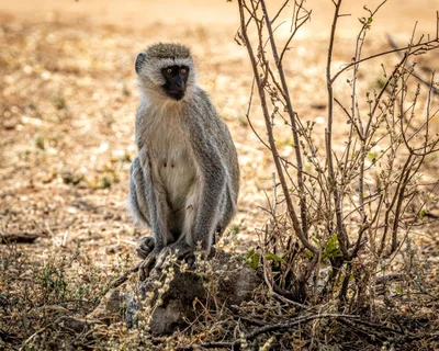 Tarangire National Park - Photo 2