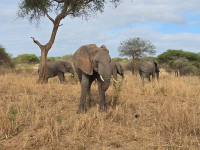 Tarangire National Park - Photo 3