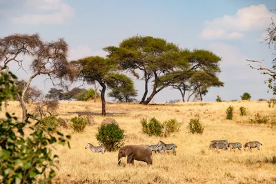 Tarangire National Park - Photo 4