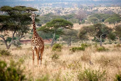 Tarangire National Park - Photo 5