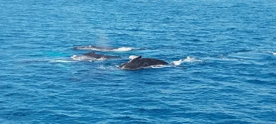 Moreton Island - Photo 3