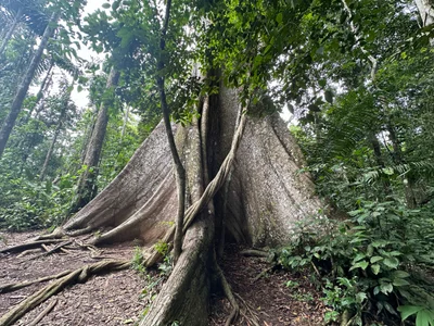 Tambopata National Reserve - Photo 2