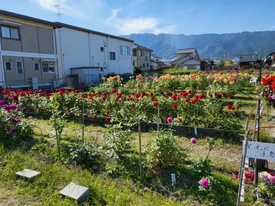 Katsuragi - Photo 3