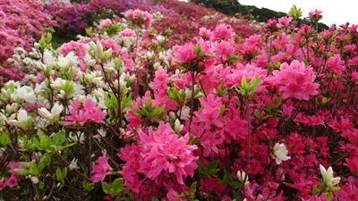 Matsuura - Photo 2