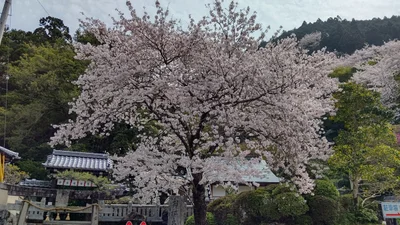 Anan - Photo 2