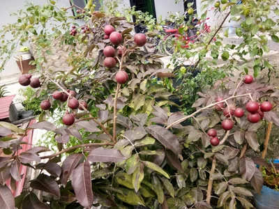 Bangkinang - Photo 3