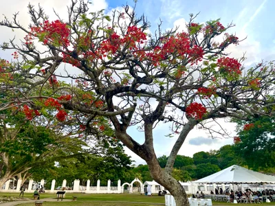 Hagatna - Photo 2