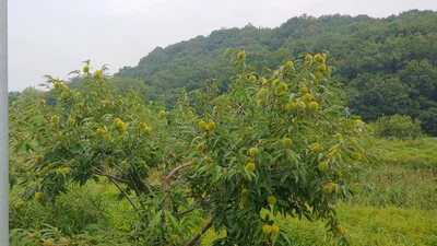 Gyeryong-si - Photo 3