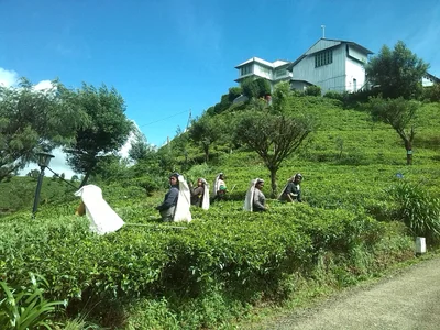 Nuwara Eliya - Photo 5