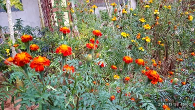 Jariput - Photo 2