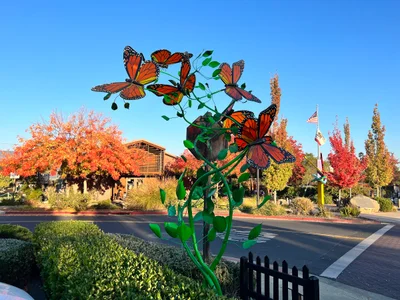 Napa Valley - Photo 3