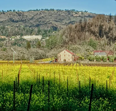Napa Valley - Photo 5