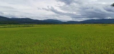 Menghai County - Photo 4