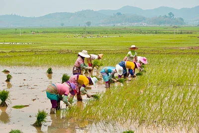 Menghai County - Photo 5