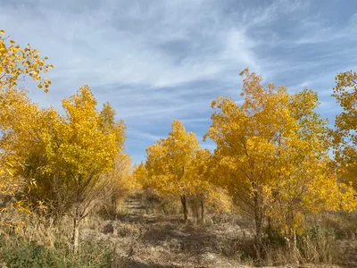 Guazhou County - Photo 2