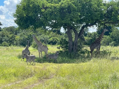 Mikumi National Park - Photo 3