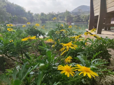 Longyang District - Photo 2