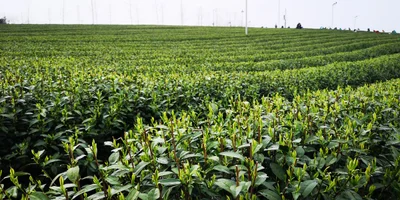 Shengzhou City - Photo 5